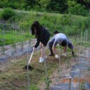 부흥목장 이미지