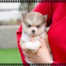 힐스템생활건강(대실지점) | 대구강아지분양 반가운 친구