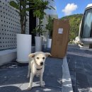 스타카라반 이미지