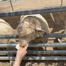 드림한우농장 이미지