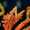 해마농장 이미지