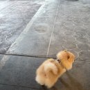 안녕초등학교 | [화성/봉담/안녕동/송산동] 애견미용 전문 ‘씨몽’ 포메라니안 쿤이 전체 가위컷 솔직후기