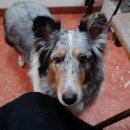 갈마애견 이미지