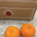 프린스 | 환타맛 귤? 신품종 만감류 [윈터프린스] 후기