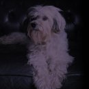 애견식단 이미지