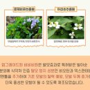 비비비원 이미지