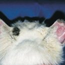 조 동물병원 이미지