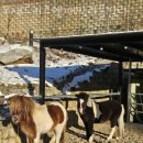 오세르키즈앤패밀리풀빌라 이미지