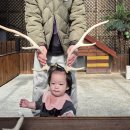 청성 | 평창 먹이체험 동물원 청성애원 우루루동물농장