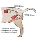 이레외과동물병원 이미지