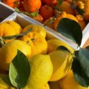 솔솔농장 이미지