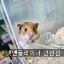 펫엔글라이더 인천점 이미지