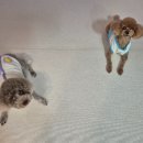 38점5도씨 이미지