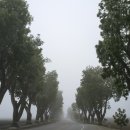 안개로가로수 이미지