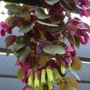 보라 종 덩굴(Passiflora membranacea=Passion Vine) 이미지