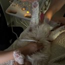 아이봄동물병원 이미지