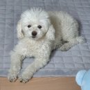 펫미장원 이미지