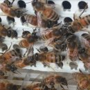 상수리PC 이미지