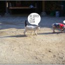 우리집 야옹이 이미지