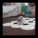 유앤미펫 강아지분양 고양이분양 용인점 이미지