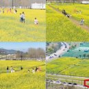 낙동강변로7-15 | 2026년 6월 '낙동강 체육공원 해바라기·금계국 정원'