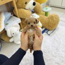 데일리독 | 의정부애견 데일리독 의정부점 이용후기