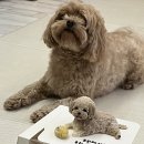 멍칫 | 토리의 두번째 생일_강아지 생일 케이크 내돈내산 후기_'멍칫'