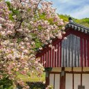 86 | 충남 서산 가볼만한곳 개심사 겹벚꽃 청벚꽃