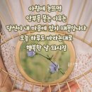 소나무향기 이미지