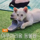 목공예(야간) | 대전 아쿠아리움 동물원 추천 보문산 아기사자 입장료 정보