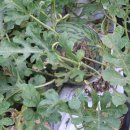 장현농장 이미지