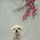 그루밍조이 이미지