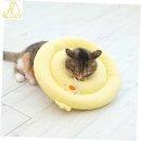 카라말티즈 이미지