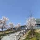 호수공원소나무숲길 이미지