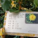 장미(129), 에밀놀드(Emile nolde) 이미지