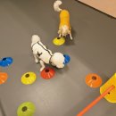 헬로멍뭉 이미지