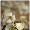 아침이슬 이미지