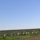 차식농장 | 호주 워홀 4일차 토마토 농장 후기