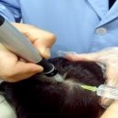 하얀진주 이미지