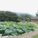 연지민박 이미지