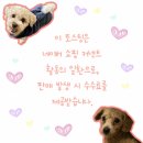 여기서놀자 멀티노리터 | 강아지 종합영양제 펫파워 2박스 급여 후기 왜 이렇게 환장할까?