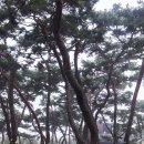 지천솔밭 이미지