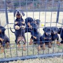 노블라인 도베르만 이미지