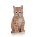 범 동물병원 이미지