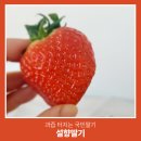 경아슈퍼 | 롯데수퍼 설향딸기 알 크면 싱겁다? 직접 먹어본 솔직 후기