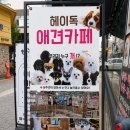 헤이독 | 대전 애견카페 헤이독, 구름이와 내돈내산 후기