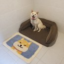 훈트가르텐 이미지