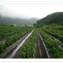 태기산농장 이미지