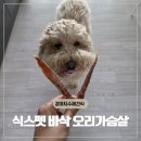 우리집오리(신기점) | 강아지수제간식 식스펫 바삭 오리가슴살 자연간식 급여 후기