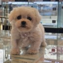 도그마루 강아지 고양이 양산화명점 이미지